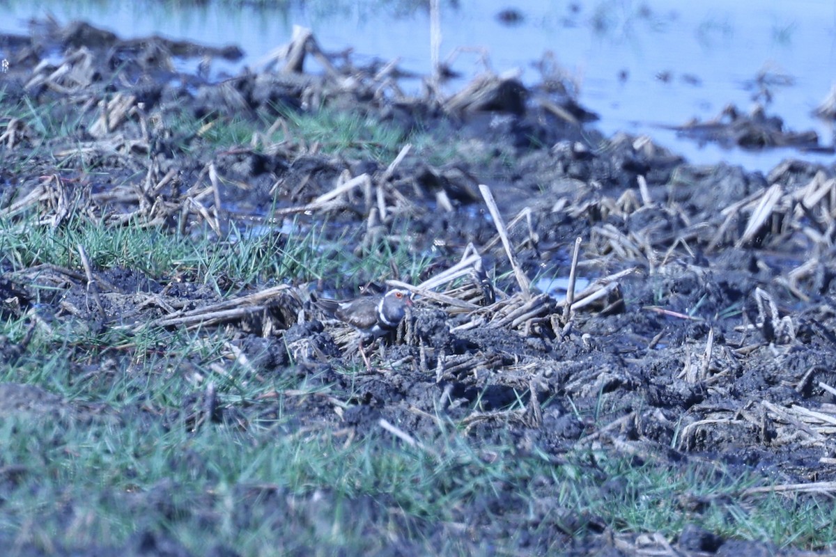 Three-banded Plover - ML644068426