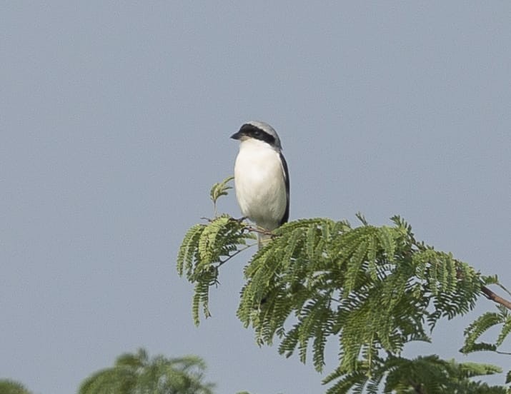 Great Gray Shrike - ML644068428