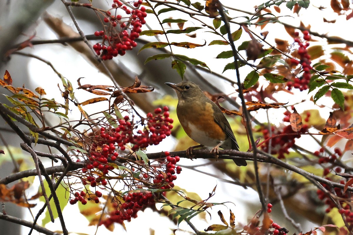 brunhodetrost - ML644068483