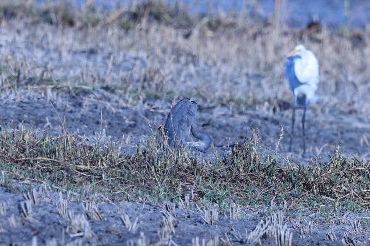 Little Egret - ML644068497