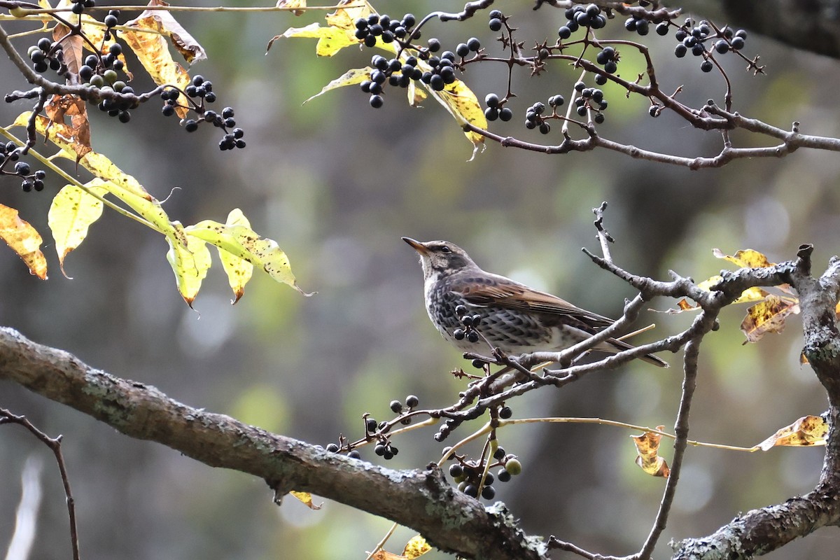 Dusky Thrush - ML644068499
