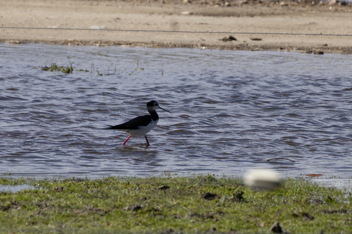 Pied x Black Stilt (hybrid) - ML644068528