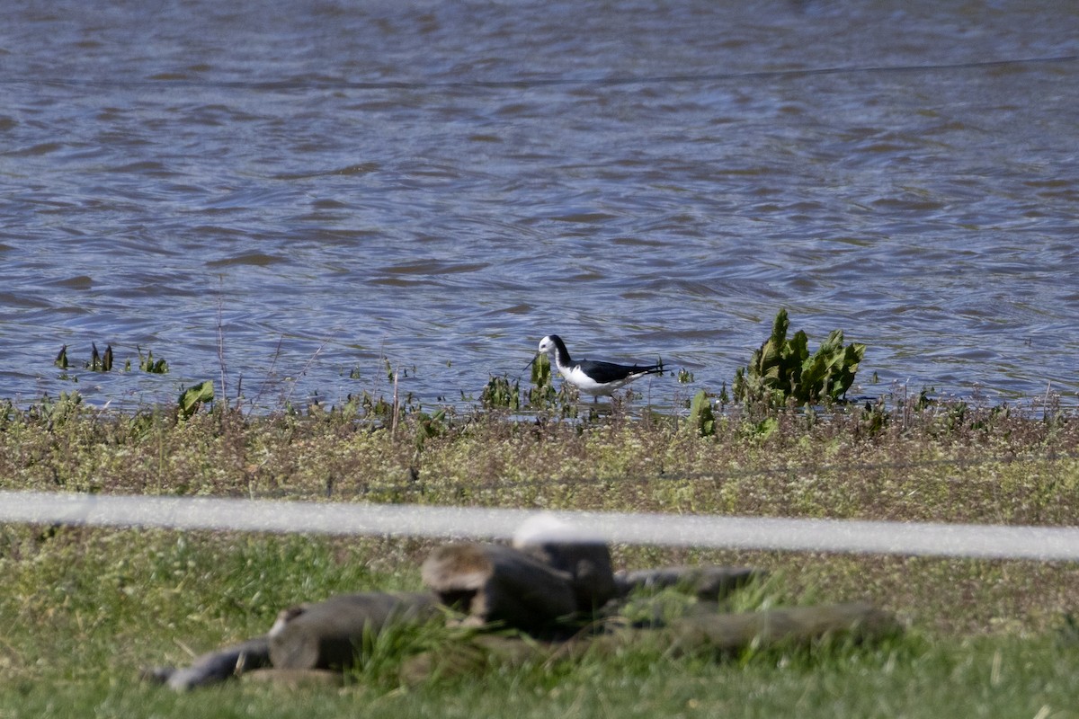 Pied x Black Stilt (hybrid) - ML644068530