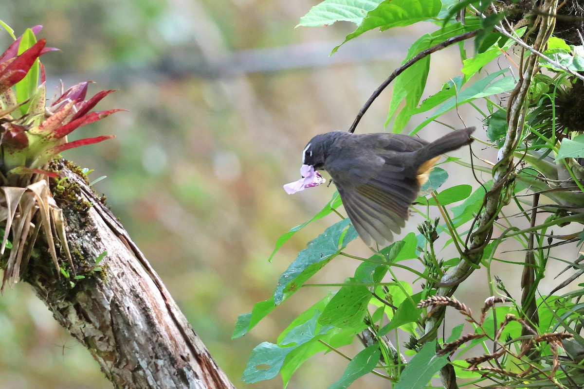 Cinnamon-bellied Saltator - ML644068532