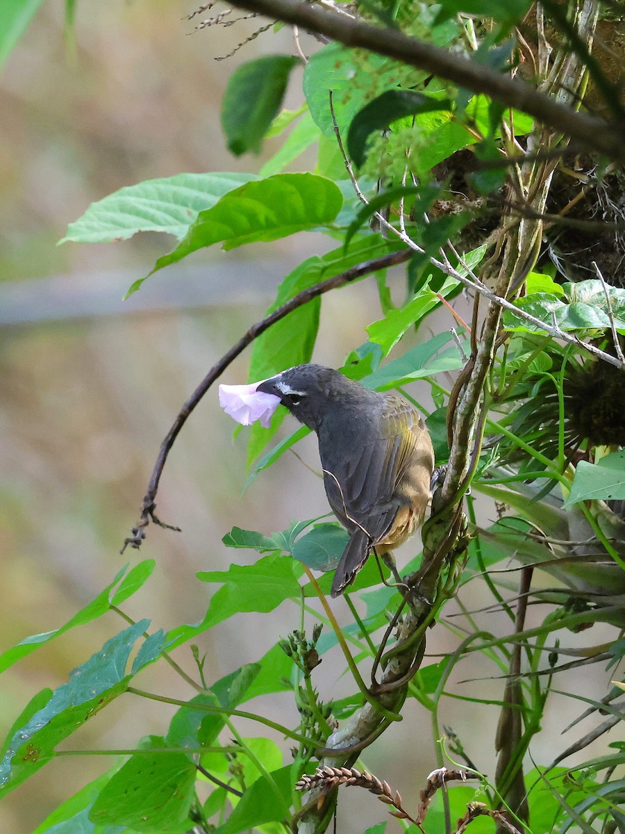 Cinnamon-bellied Saltator - ML644068547