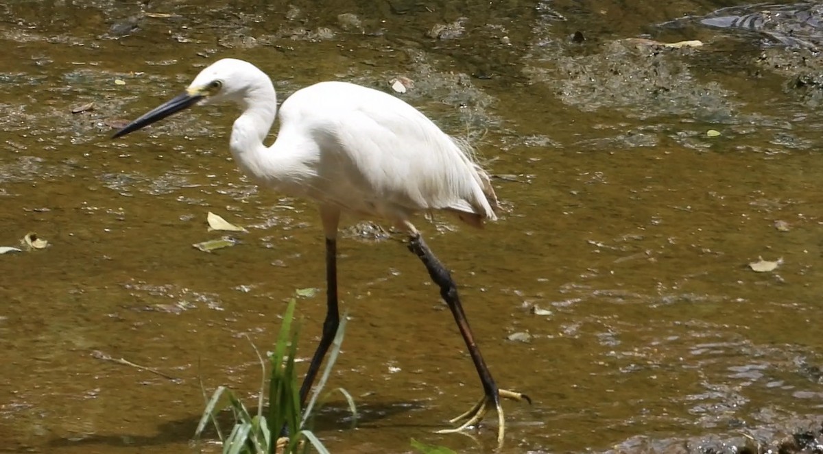 Little Egret - ML644068559
