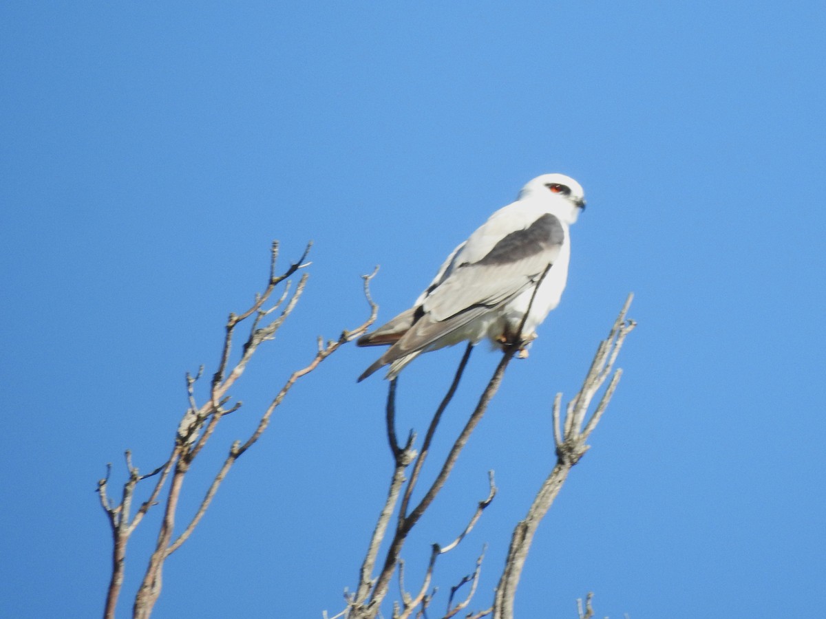 Black-shouldered Kite - ML644068561