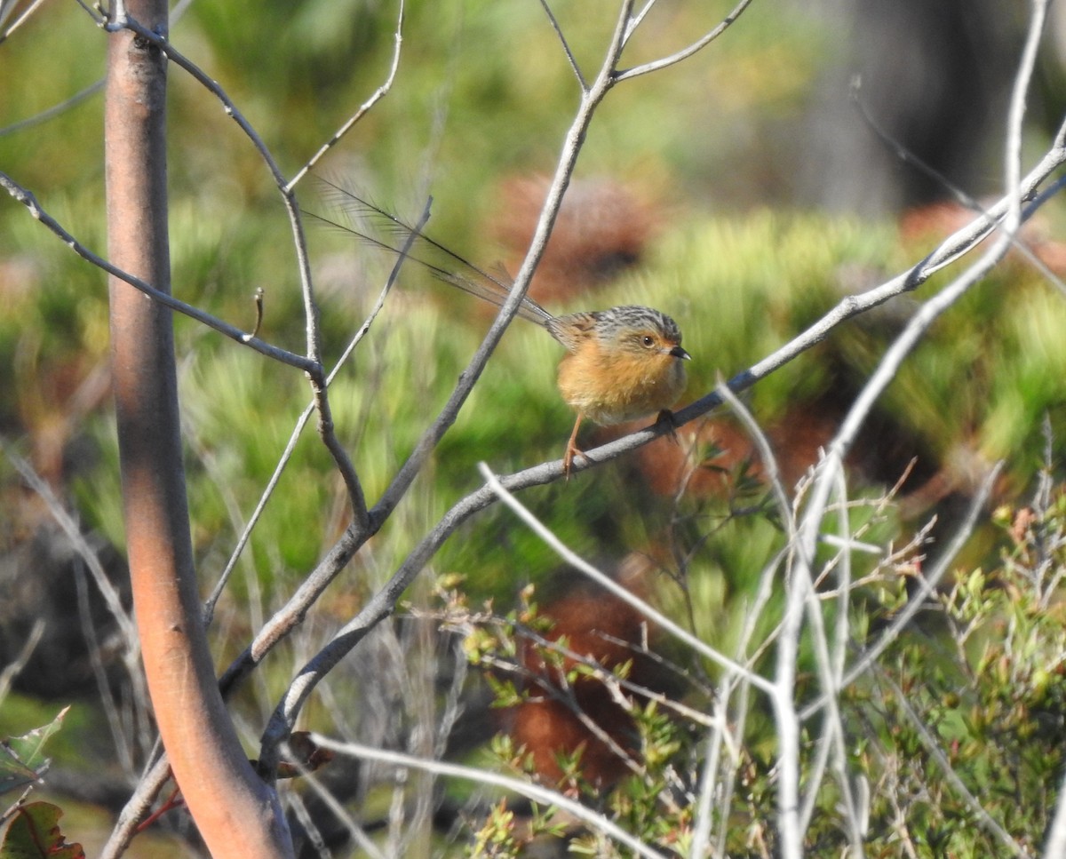 Southern Emuwren - ML644068582
