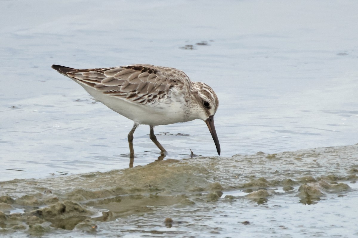 Грязовик - ML644068583