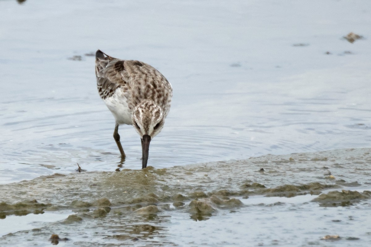 Грязовик - ML644068584