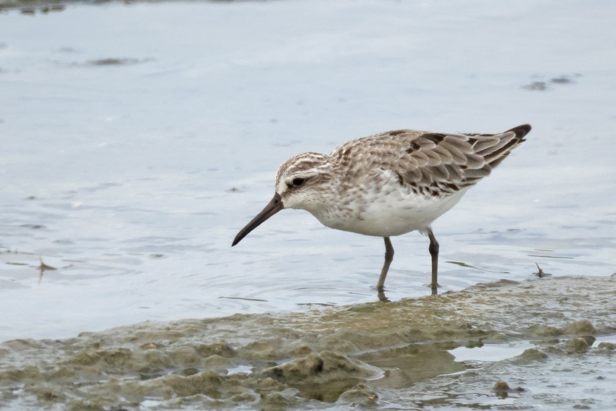 Грязовик - ML644068585