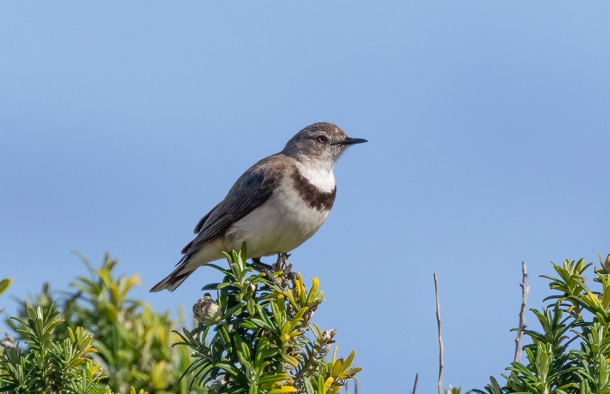White-fronted Chat - ML644068608