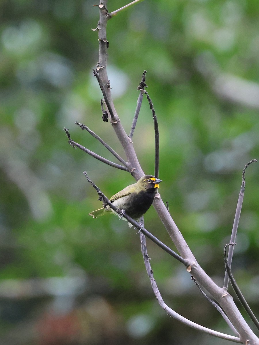 Yellow-faced Grassquit - ML644068609
