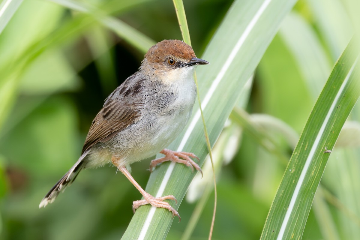 Cisticole de Carruthers - ML644068655