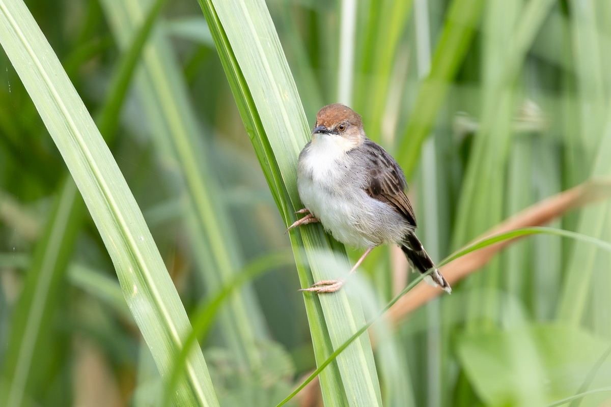 Cisticole de Carruthers - ML644068656