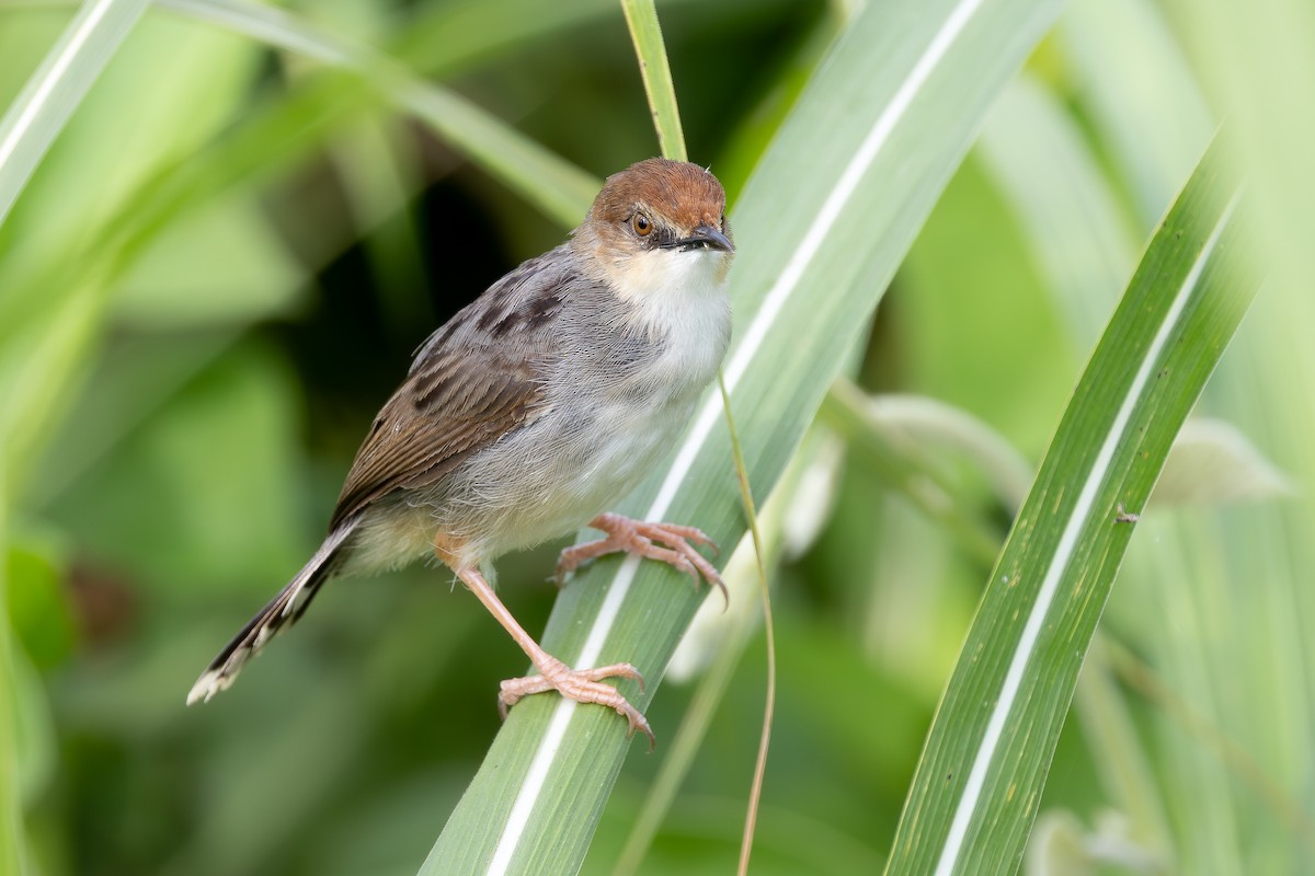 Cisticole de Carruthers - ML644068659