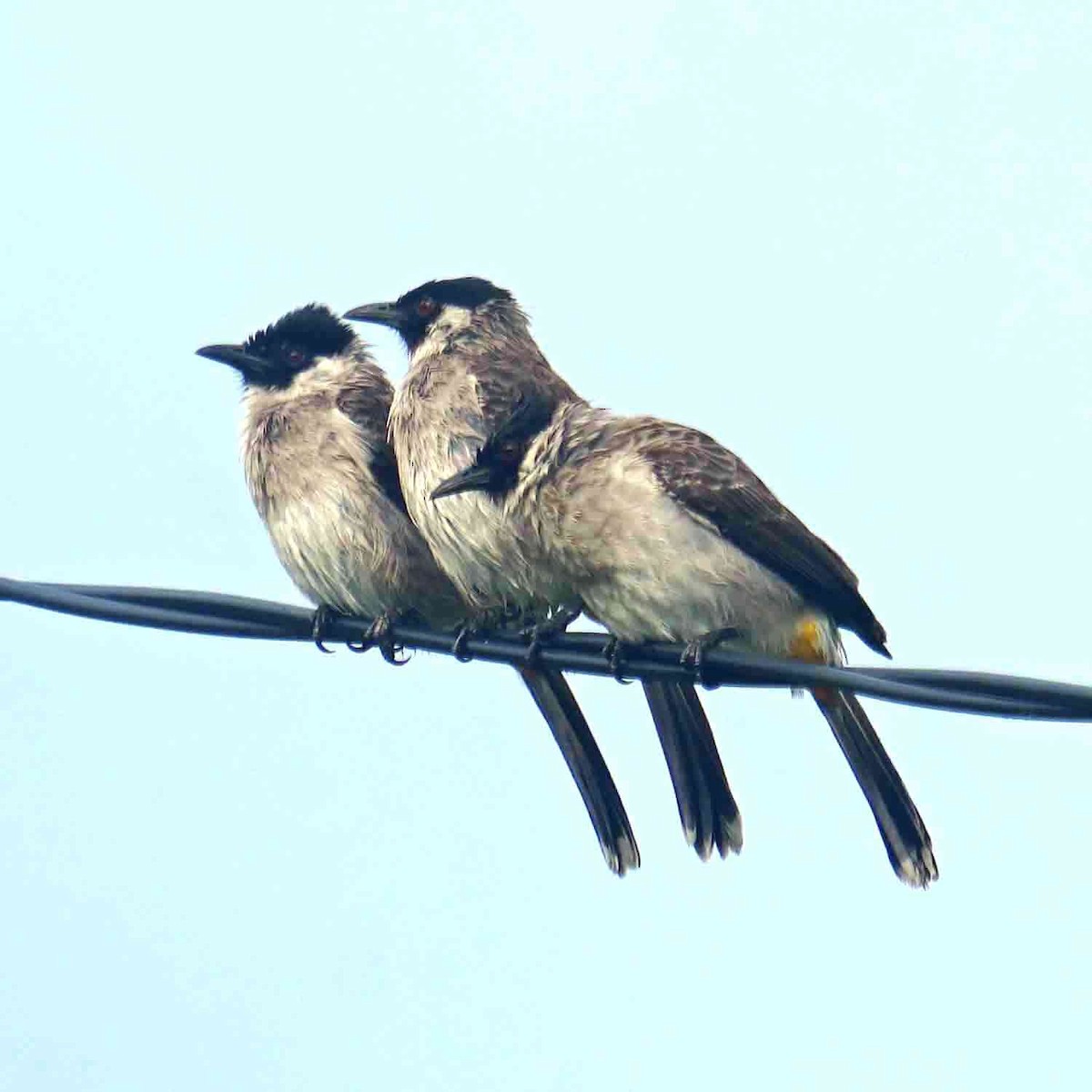 Sooty-headed Bulbul - ML644068660