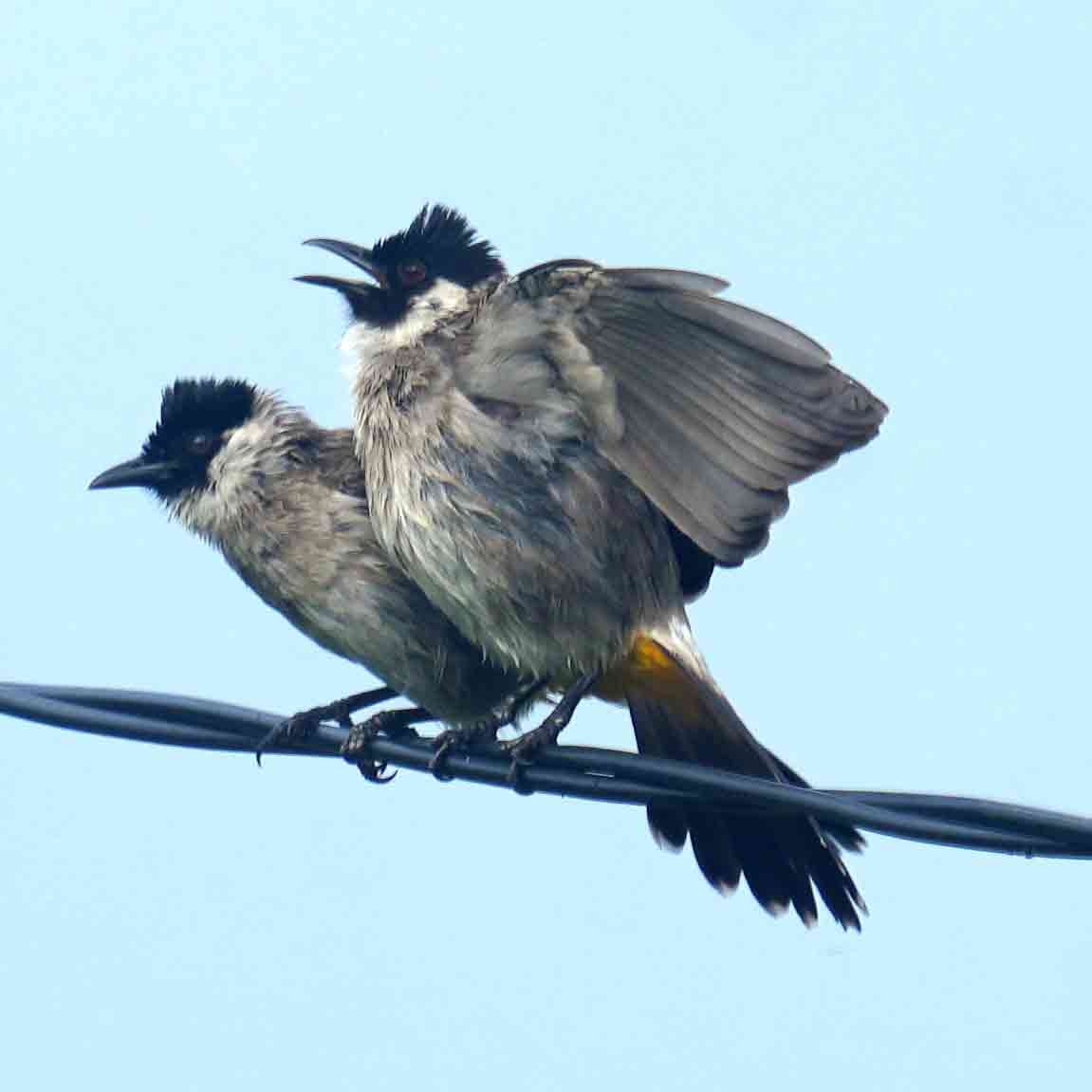 Sooty-headed Bulbul - ML644068661