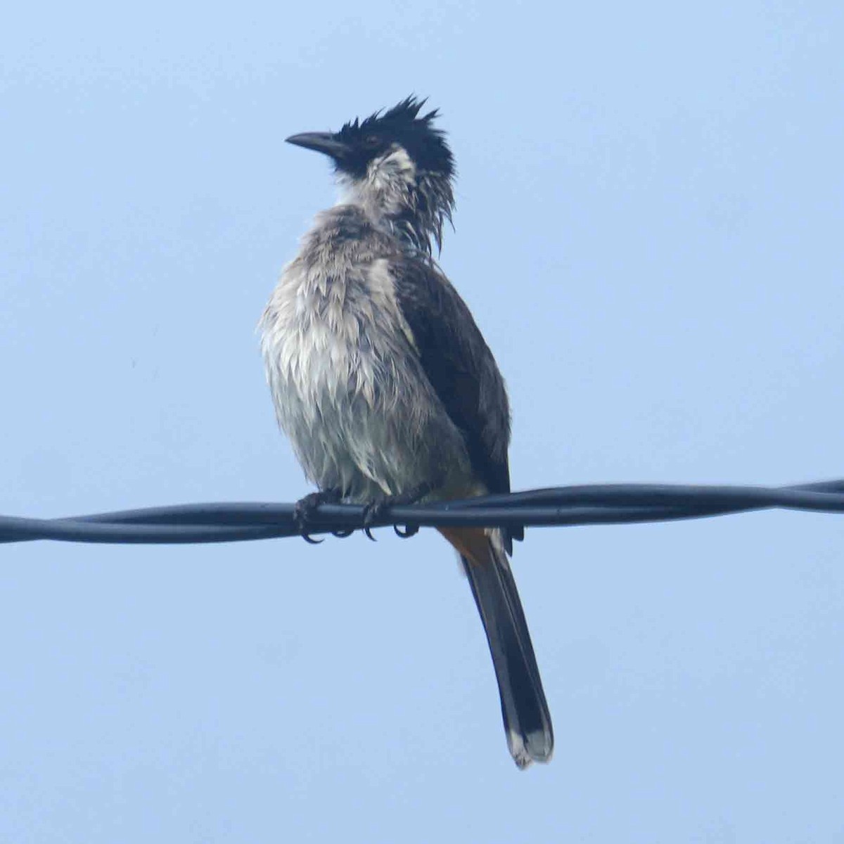 Sooty-headed Bulbul - ML644068662
