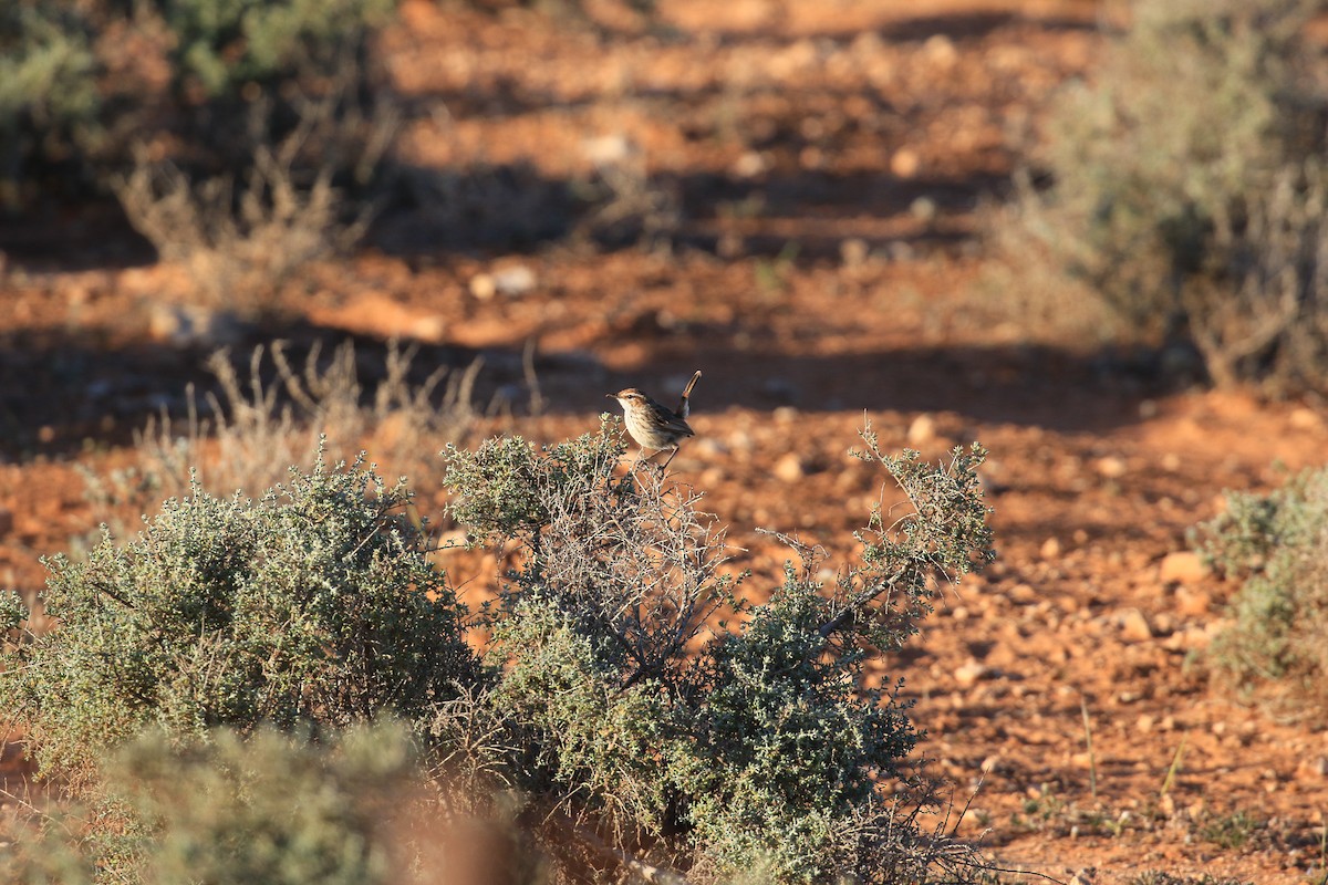 Rufous Fieldwren - ML644068668
