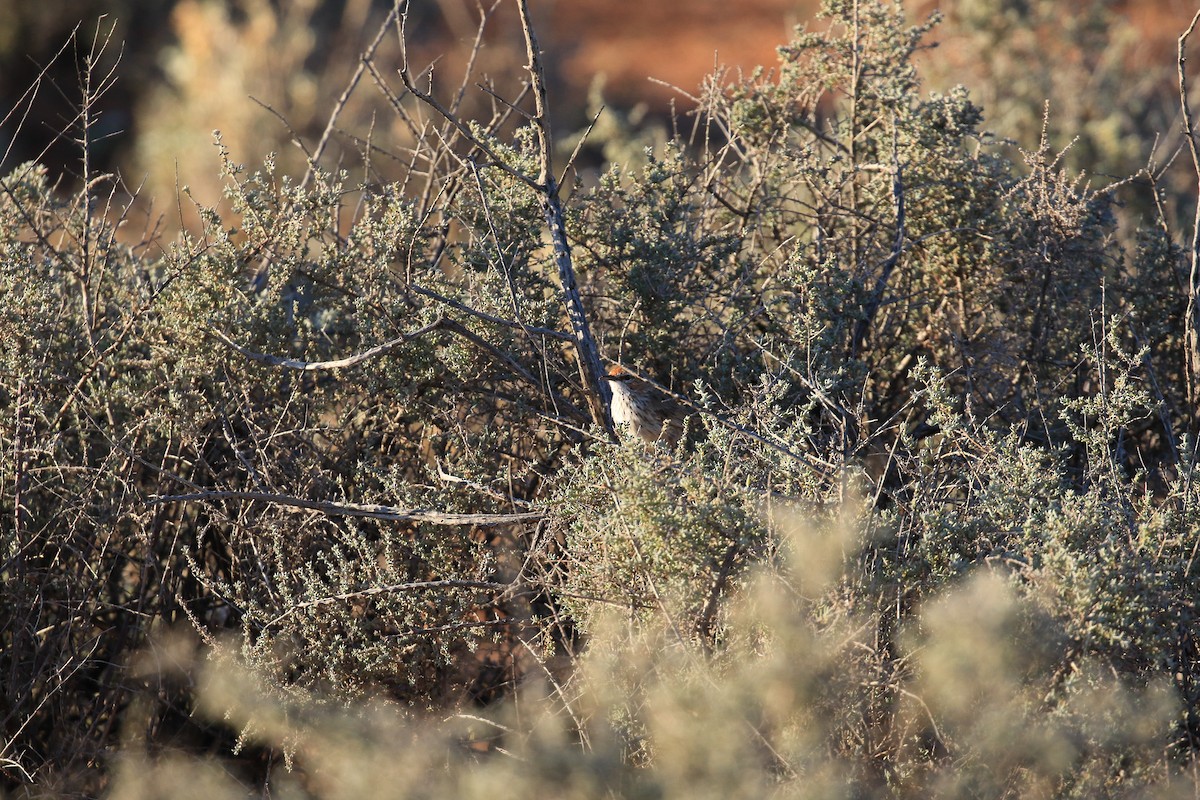 Rufous Fieldwren - ML644068669