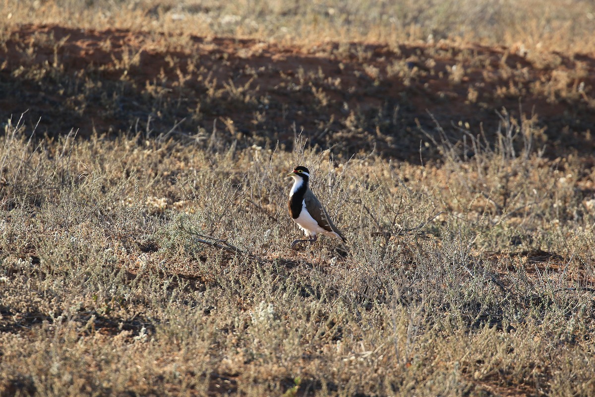 Banded Lapwing - ML644068670