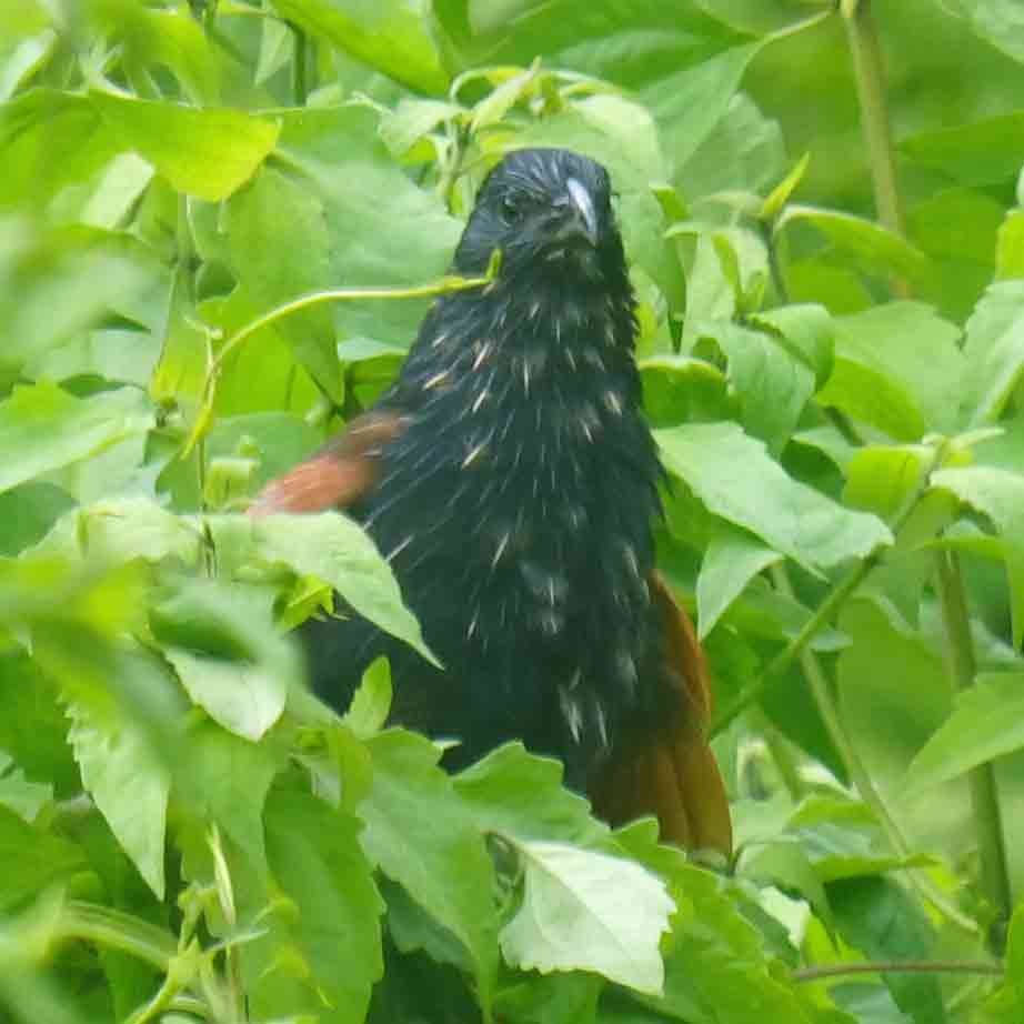 Lesser Coucal - ML644068671