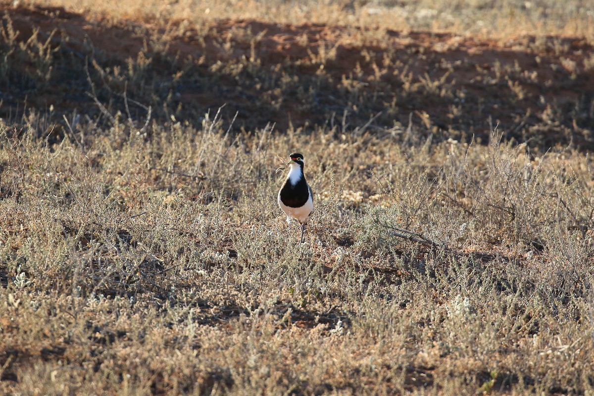 Banded Lapwing - ML644068680