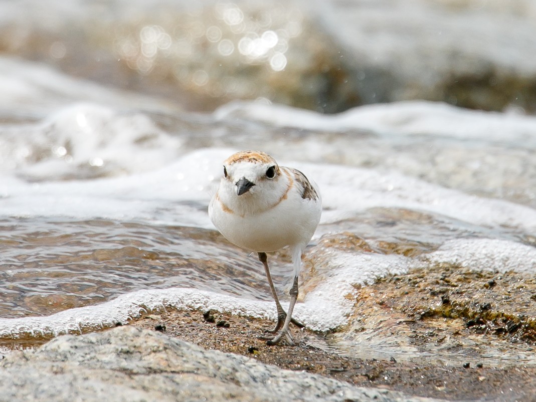 Malaysian Plover - ML644068692