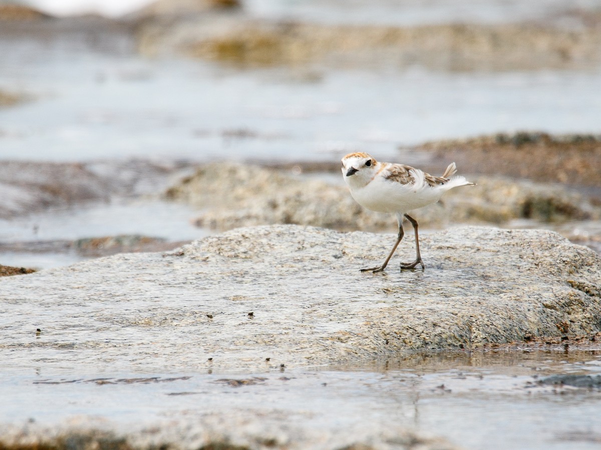 Malaysian Plover - ML644068693
