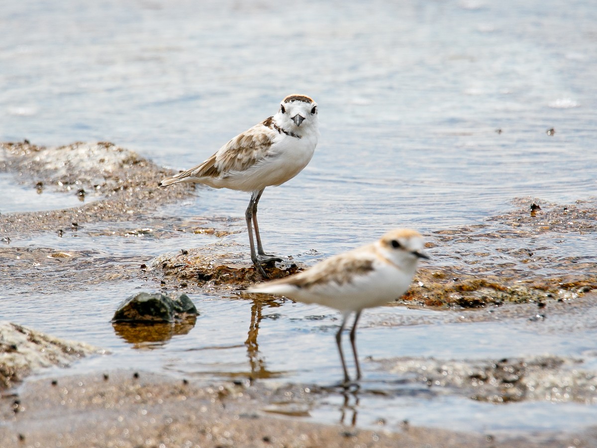 Malaysian Plover - ML644068694