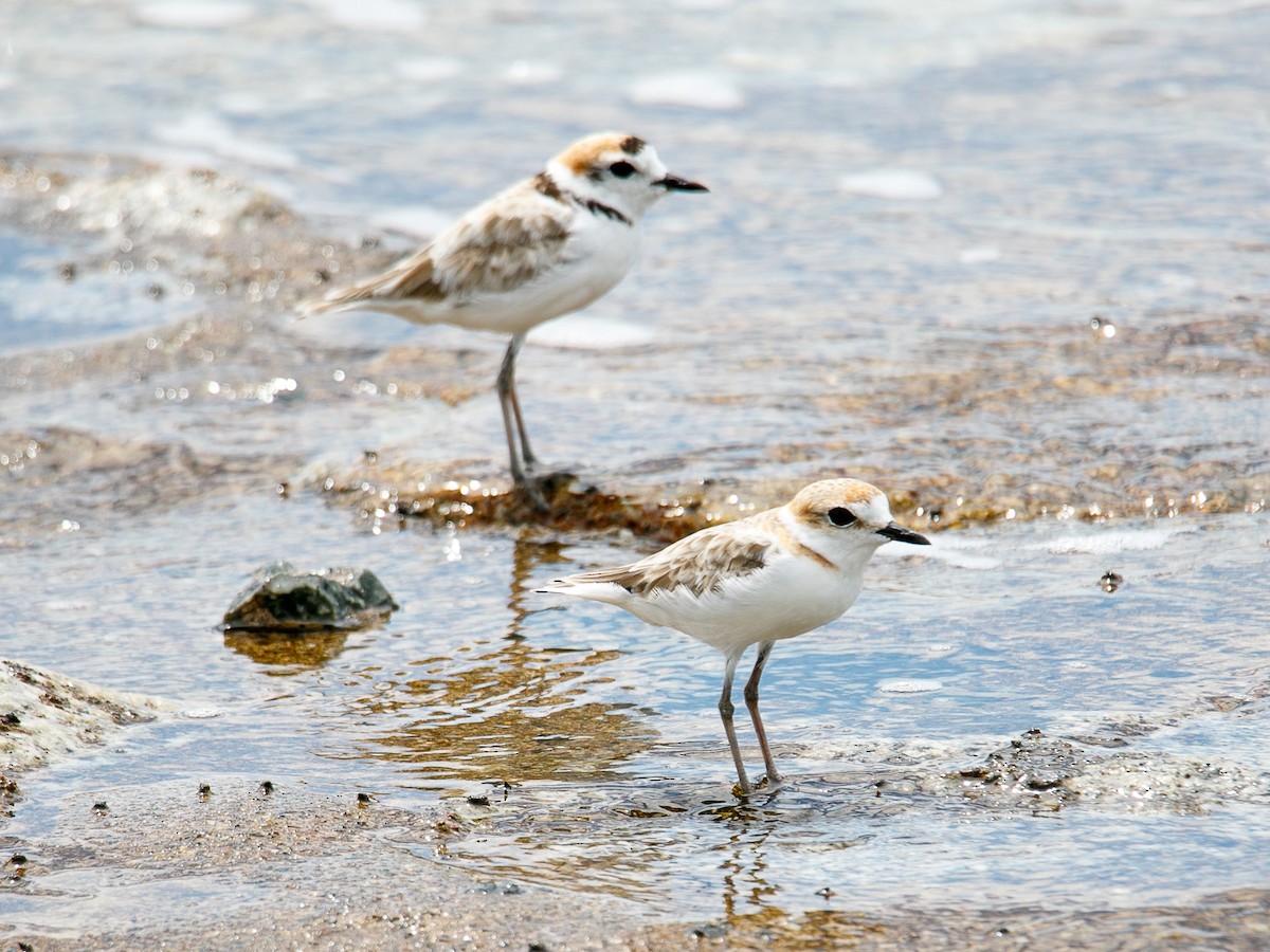 Malaysian Plover - ML644068695