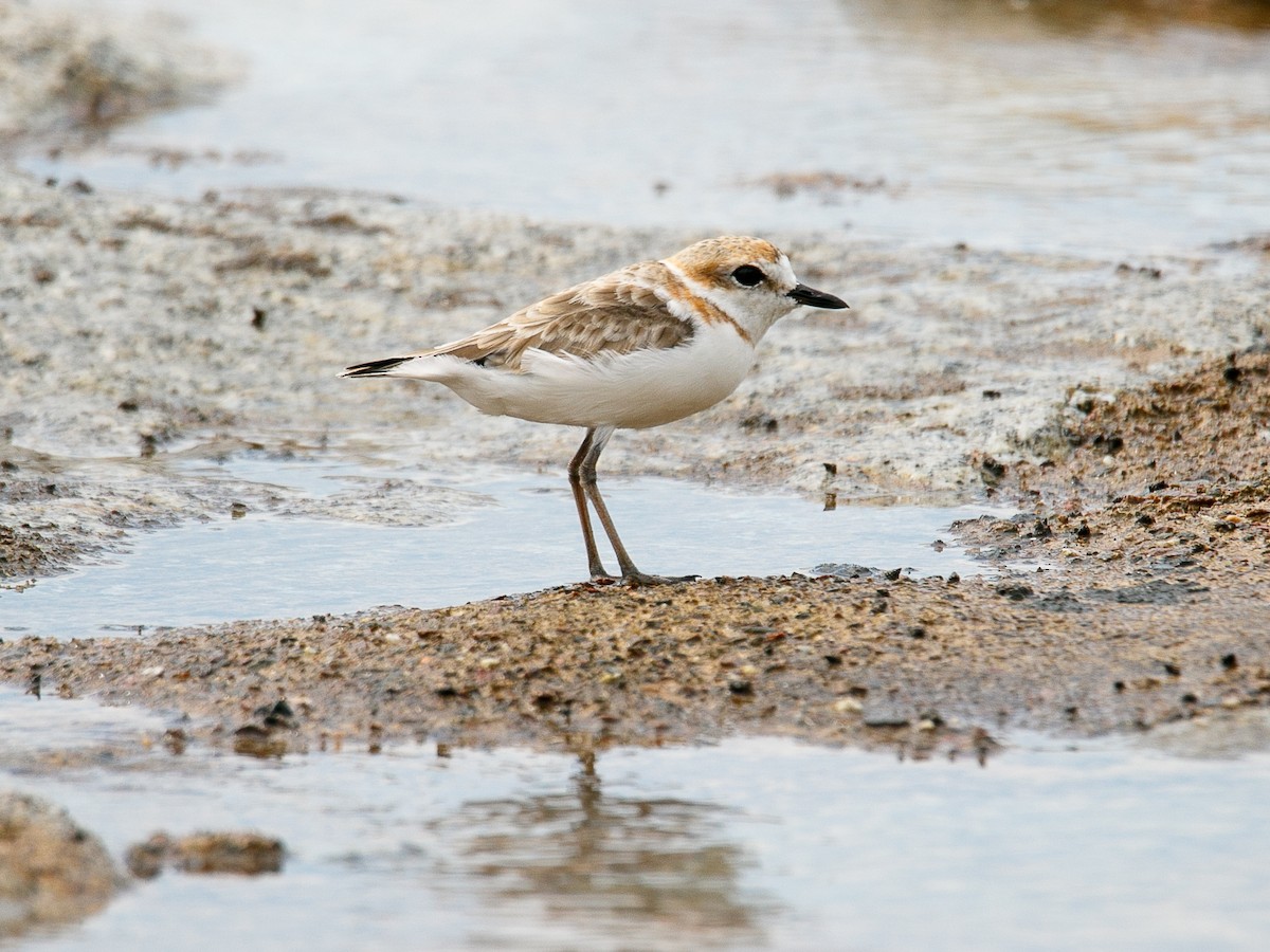 Malaysian Plover - ML644068696