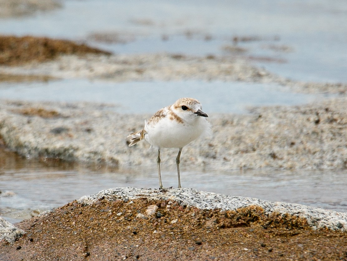 Malaysian Plover - ML644068697