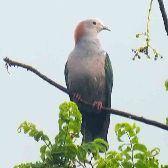 Green Imperial-Pigeon - ML644068701