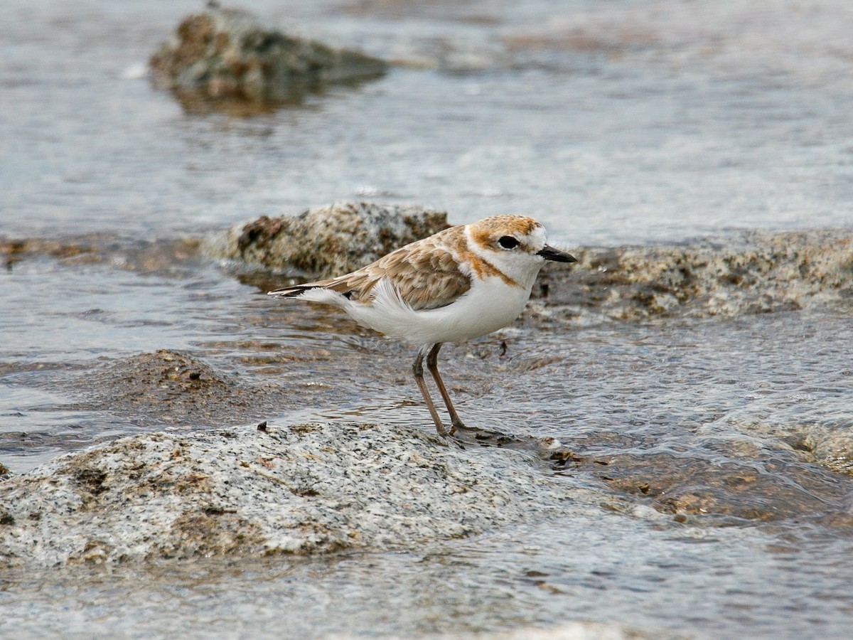 Malaysian Plover - ML644068703