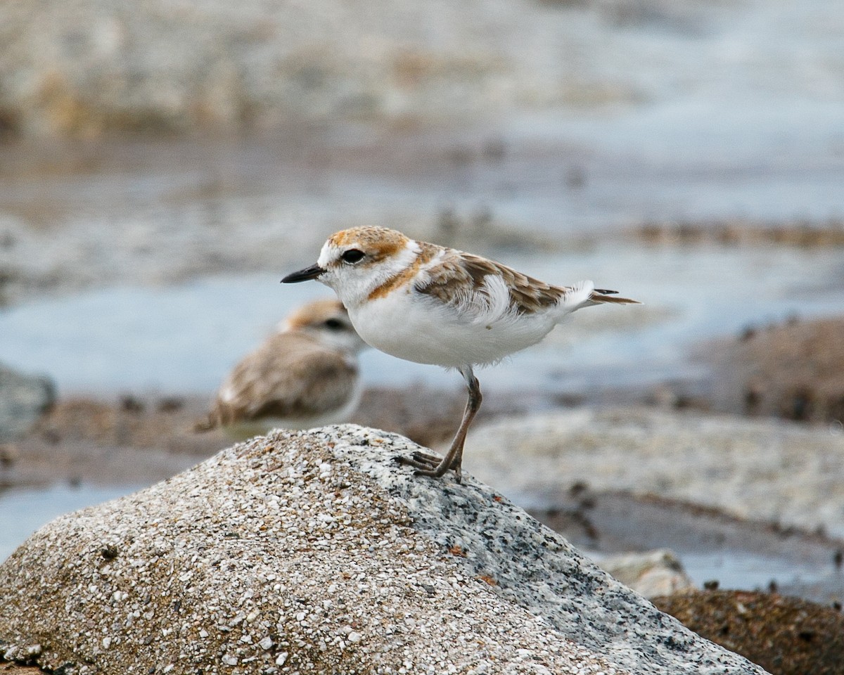Malaysian Plover - ML644068704