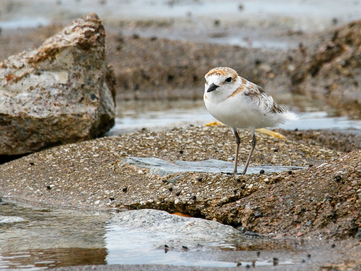 Malaysian Plover - ML644068705