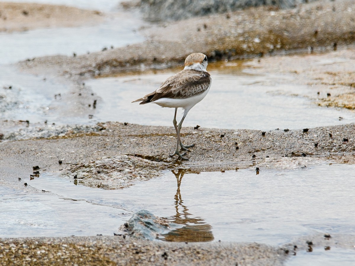 Malaysian Plover - ML644068711