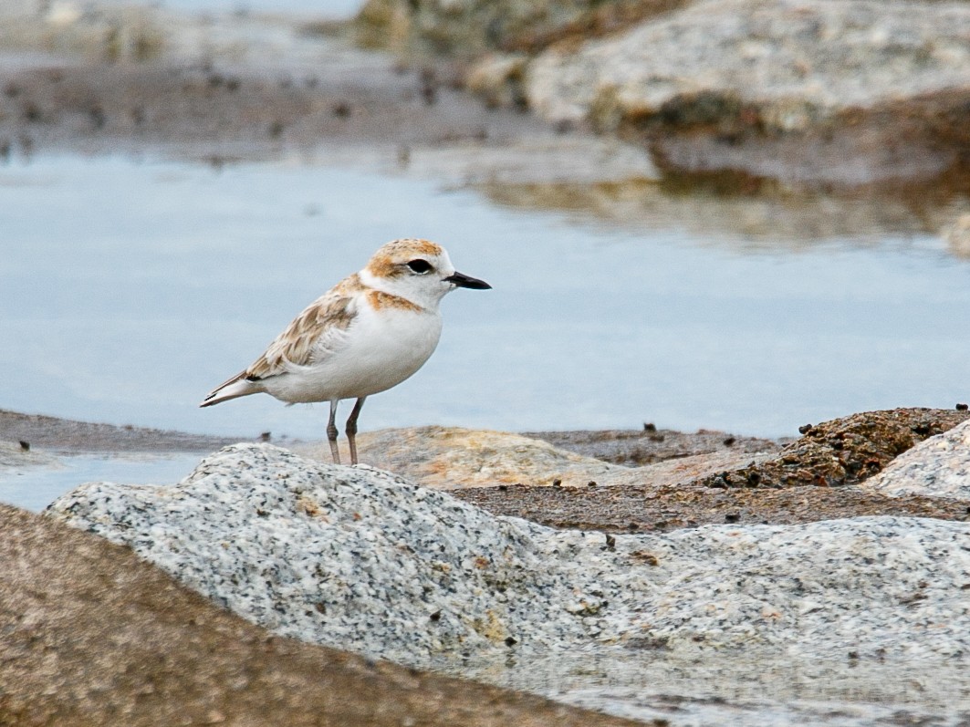 Malaysian Plover - ML644068712