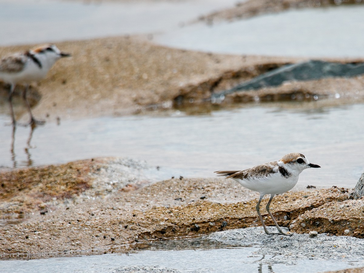 Malaysian Plover - ML644068713