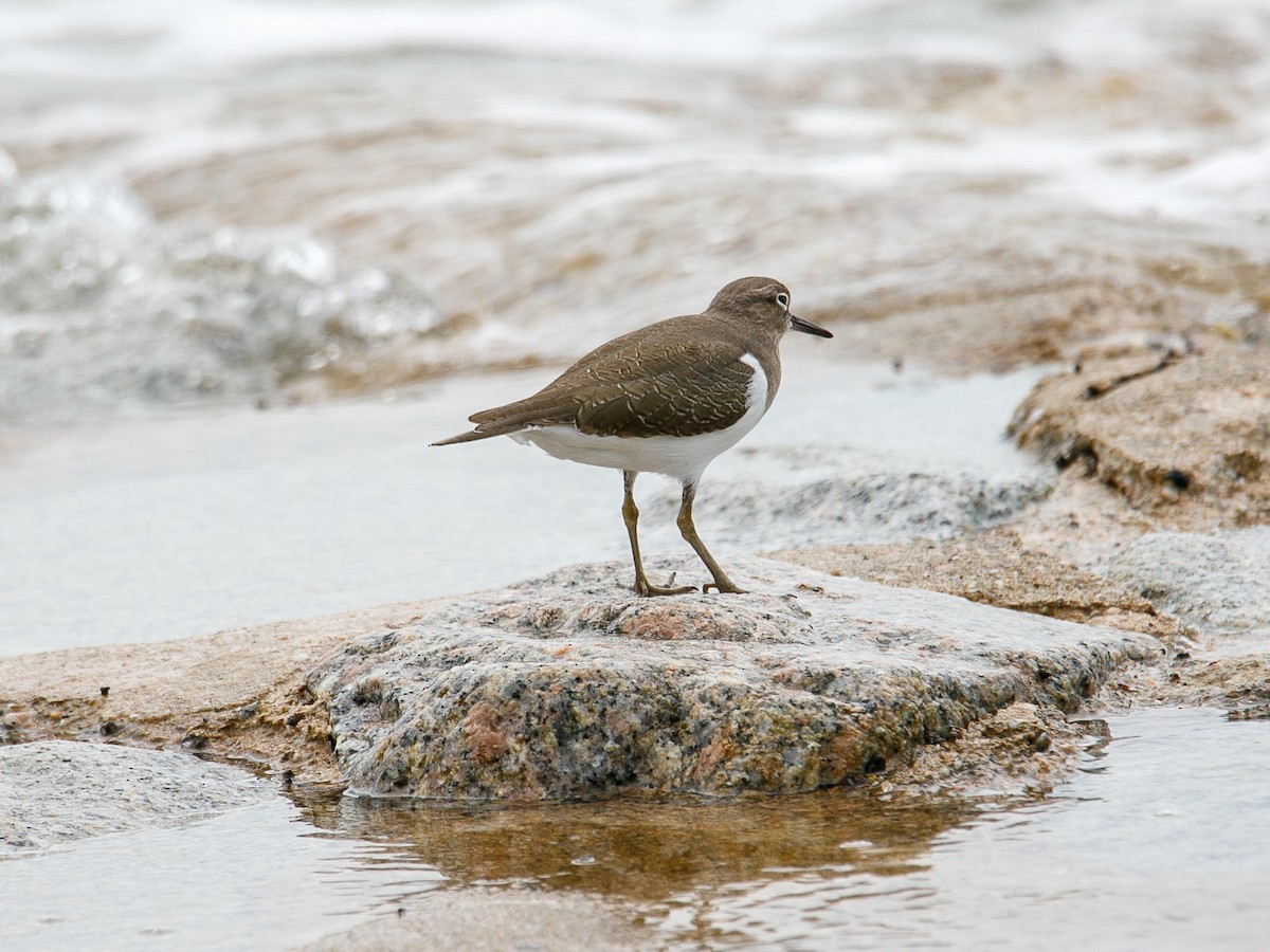Common Sandpiper - ML644068715