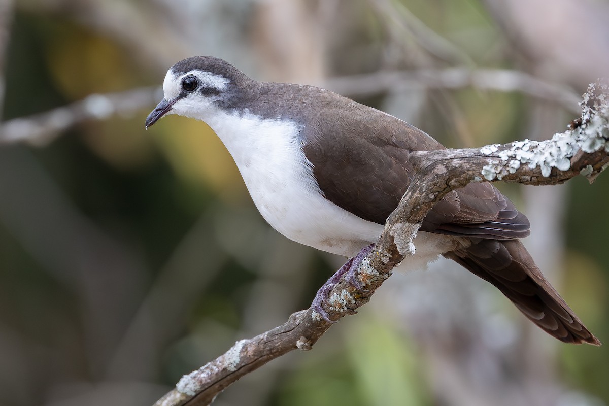 Tambourine Dove - ML644068716