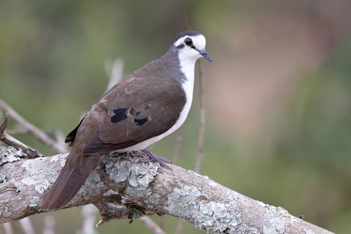 Tambourine Dove - ML644068717