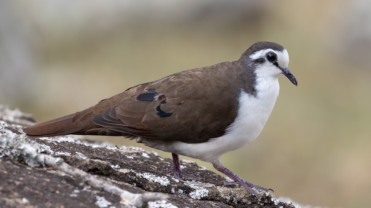 Tambourine Dove - ML644068718