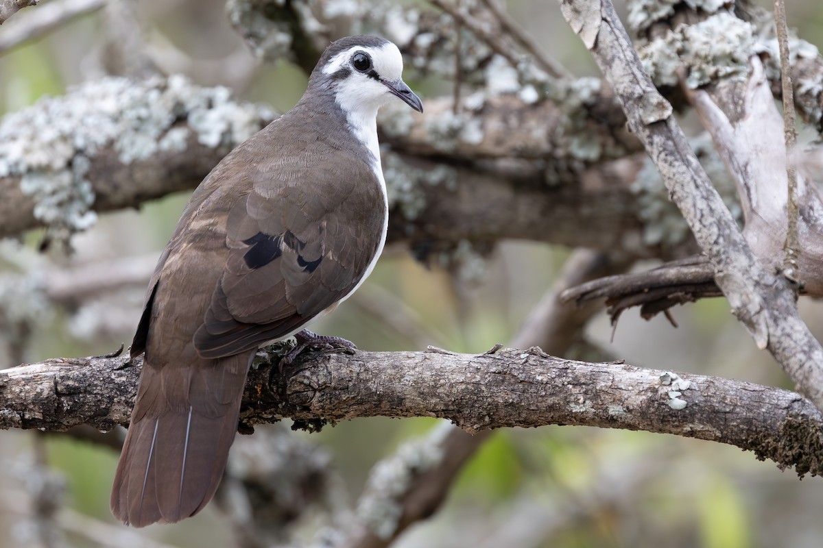 Tambourine Dove - ML644068719