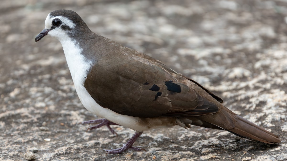 Tambourine Dove - ML644068720