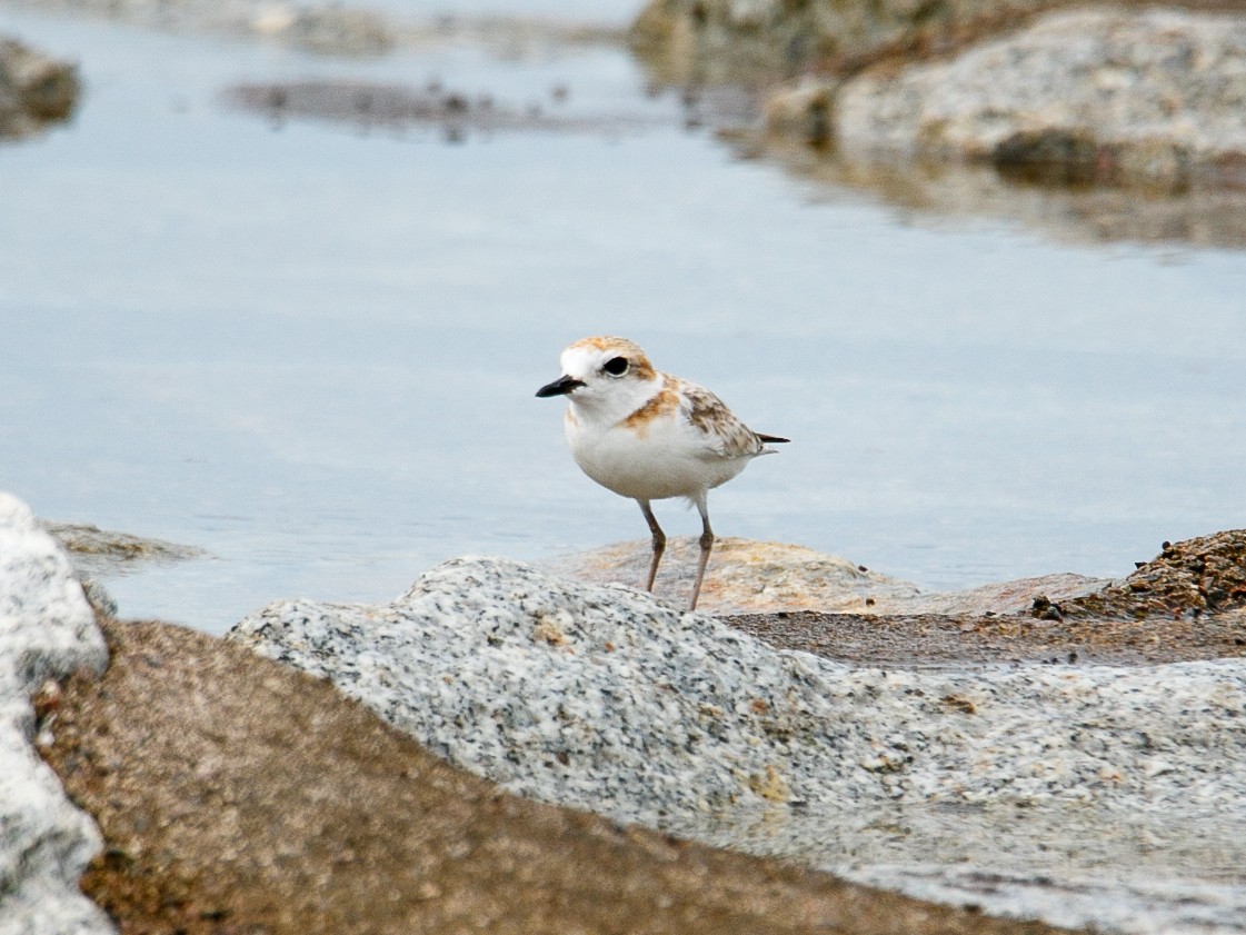 Malaysian Plover - ML644068721