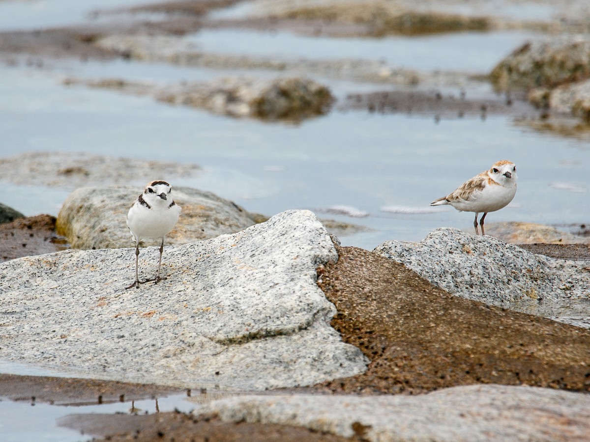 Malaysian Plover - ML644068722