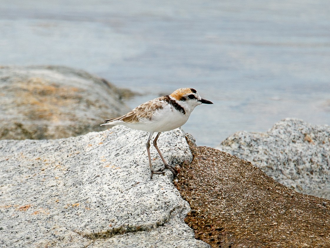 Malaysian Plover - ML644068723